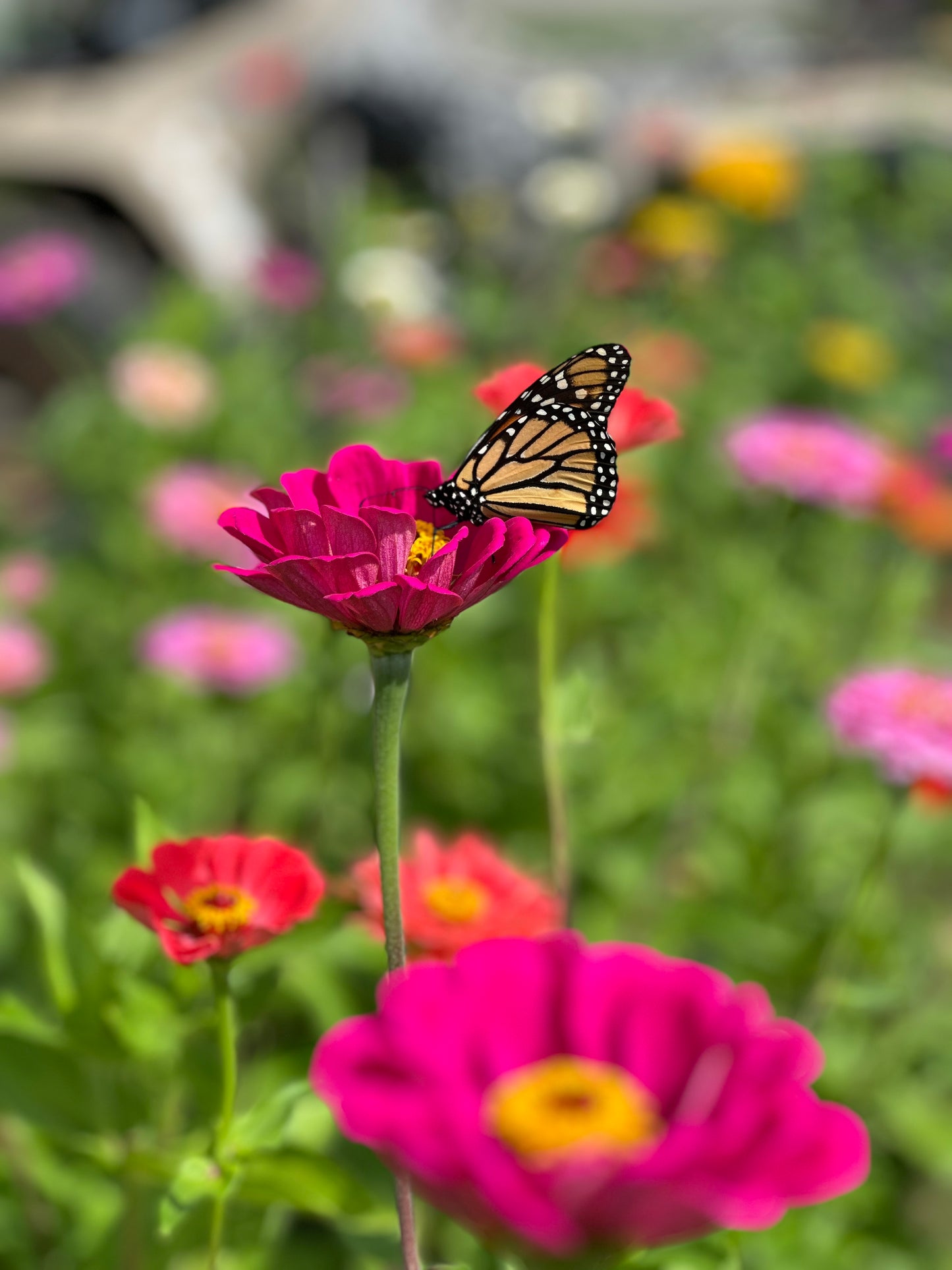 Zinnia Bouquet