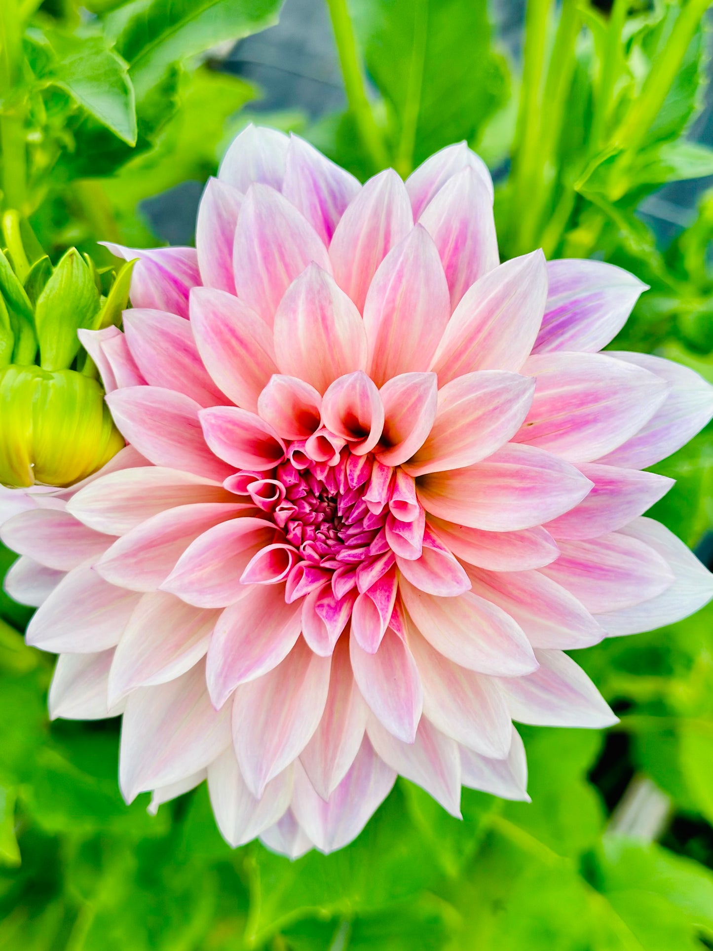 4 Weeks of Flowers - Summer Bouquet