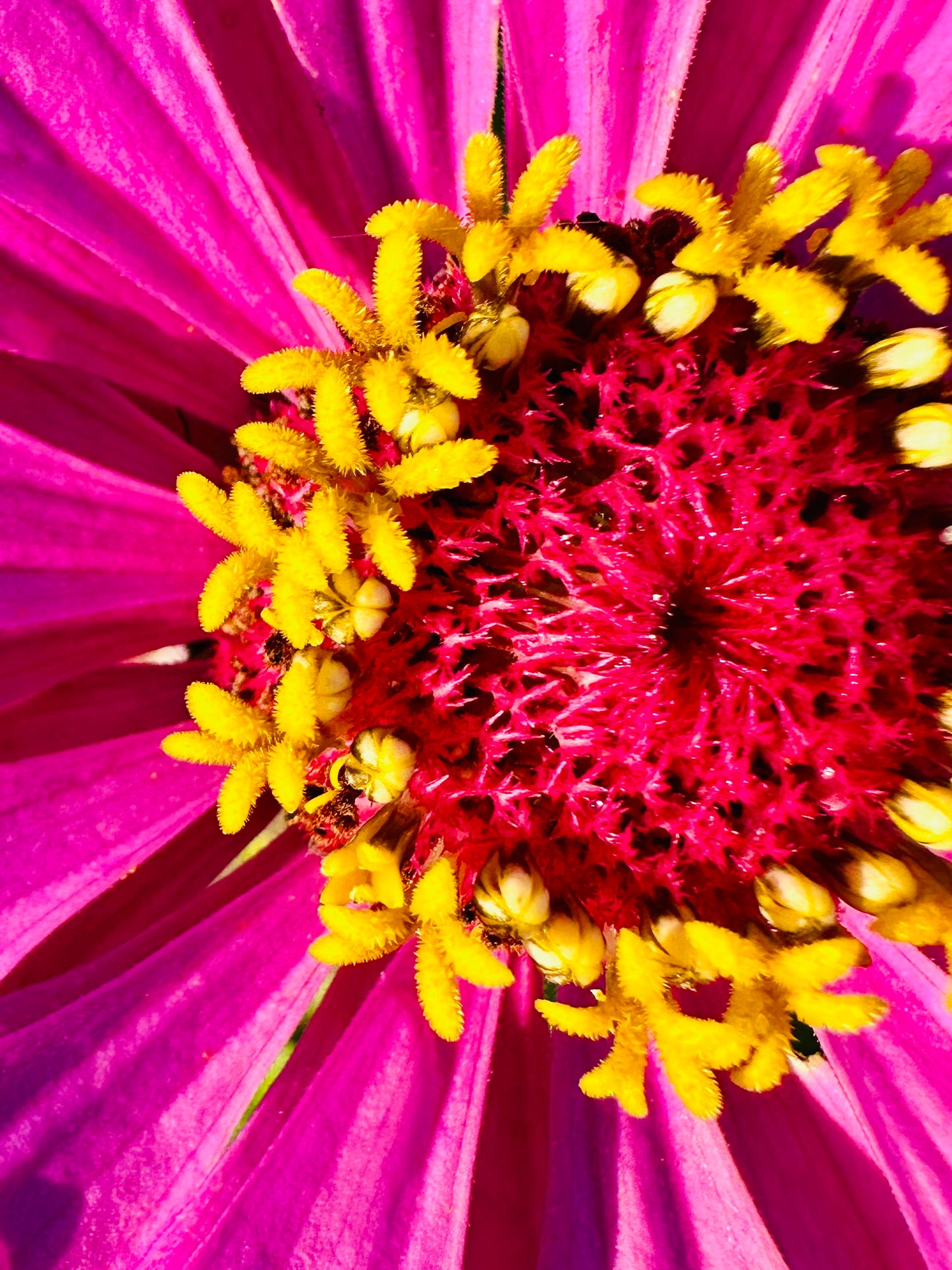 Zinnia Bouquet
