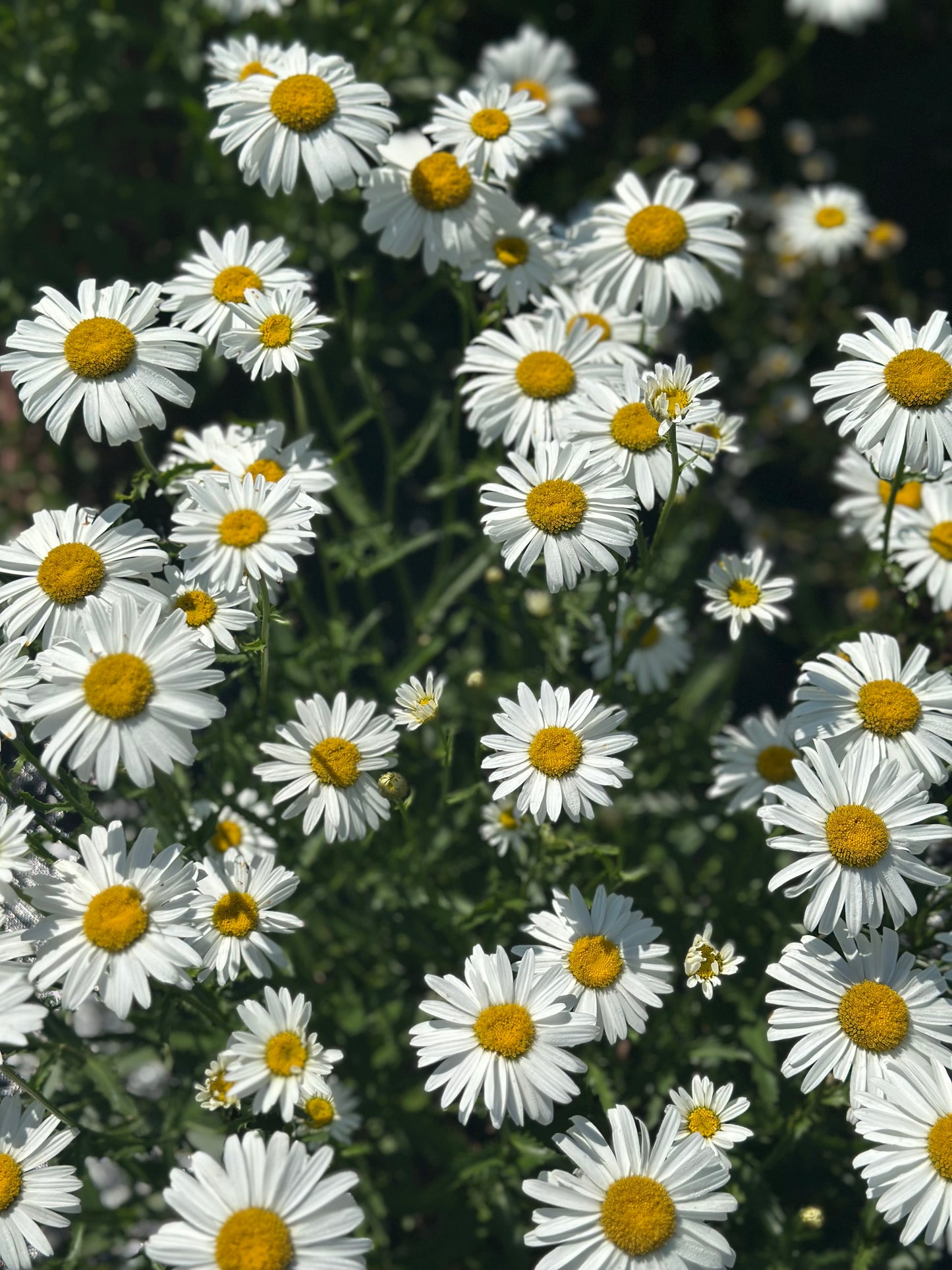Sassy, sunny, and a little daisy crazy!