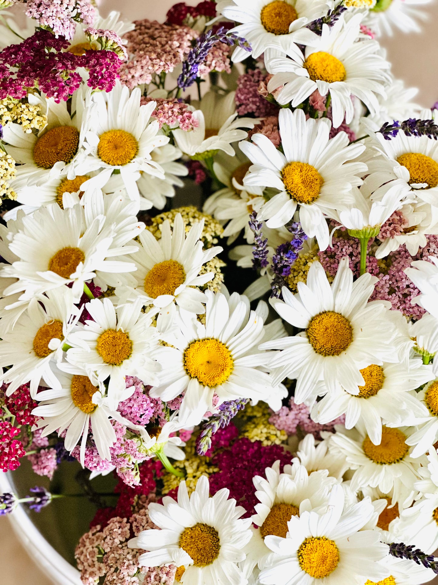 Sassy, sunny, and a little daisy crazy!