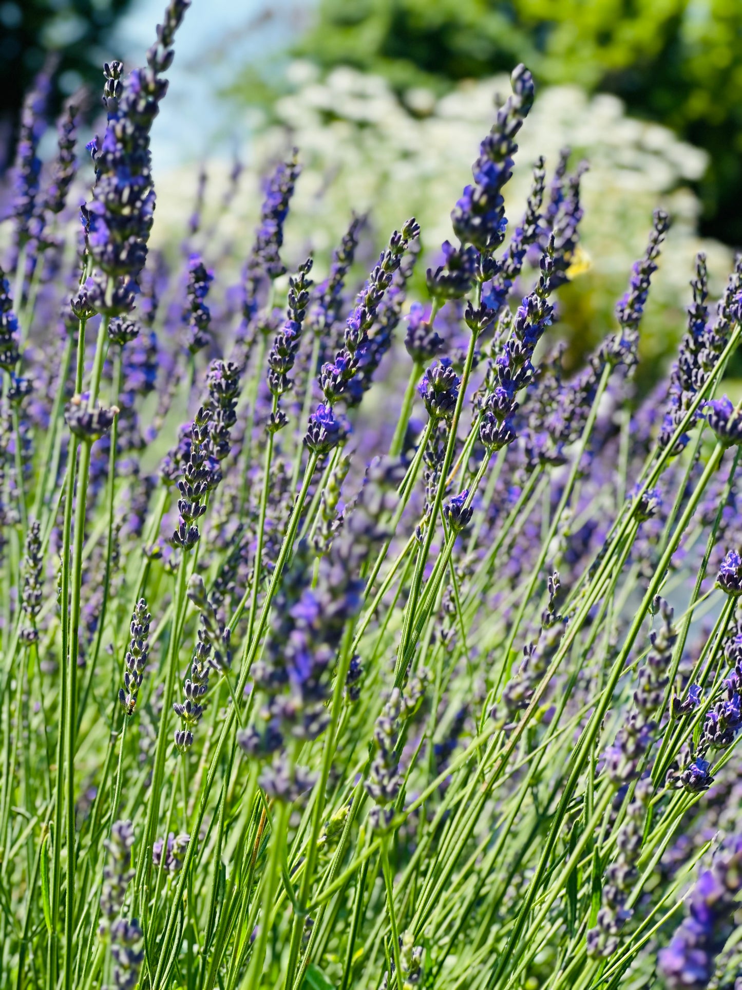 Phenomenal Lavender