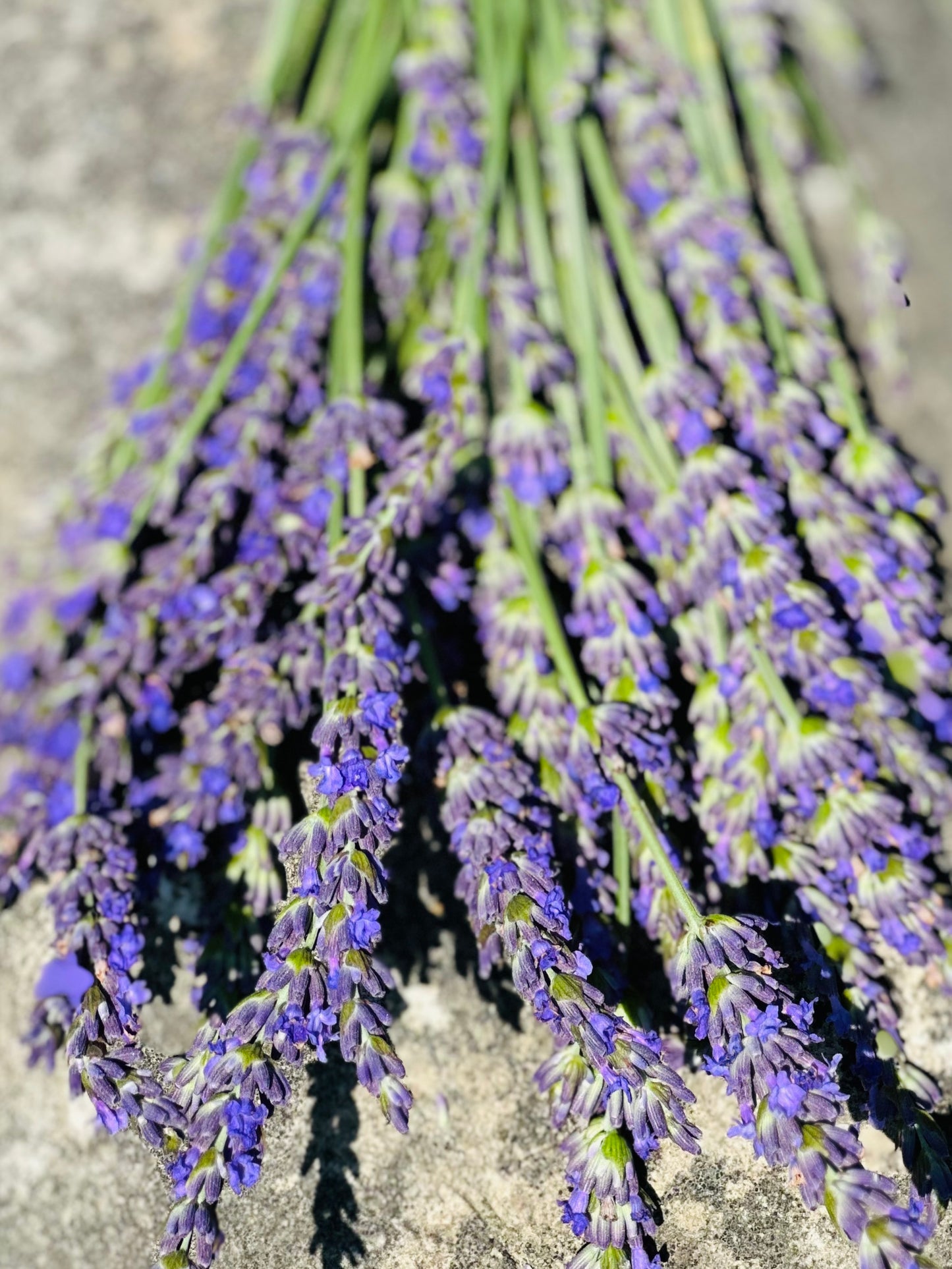 Phenomenal Lavender