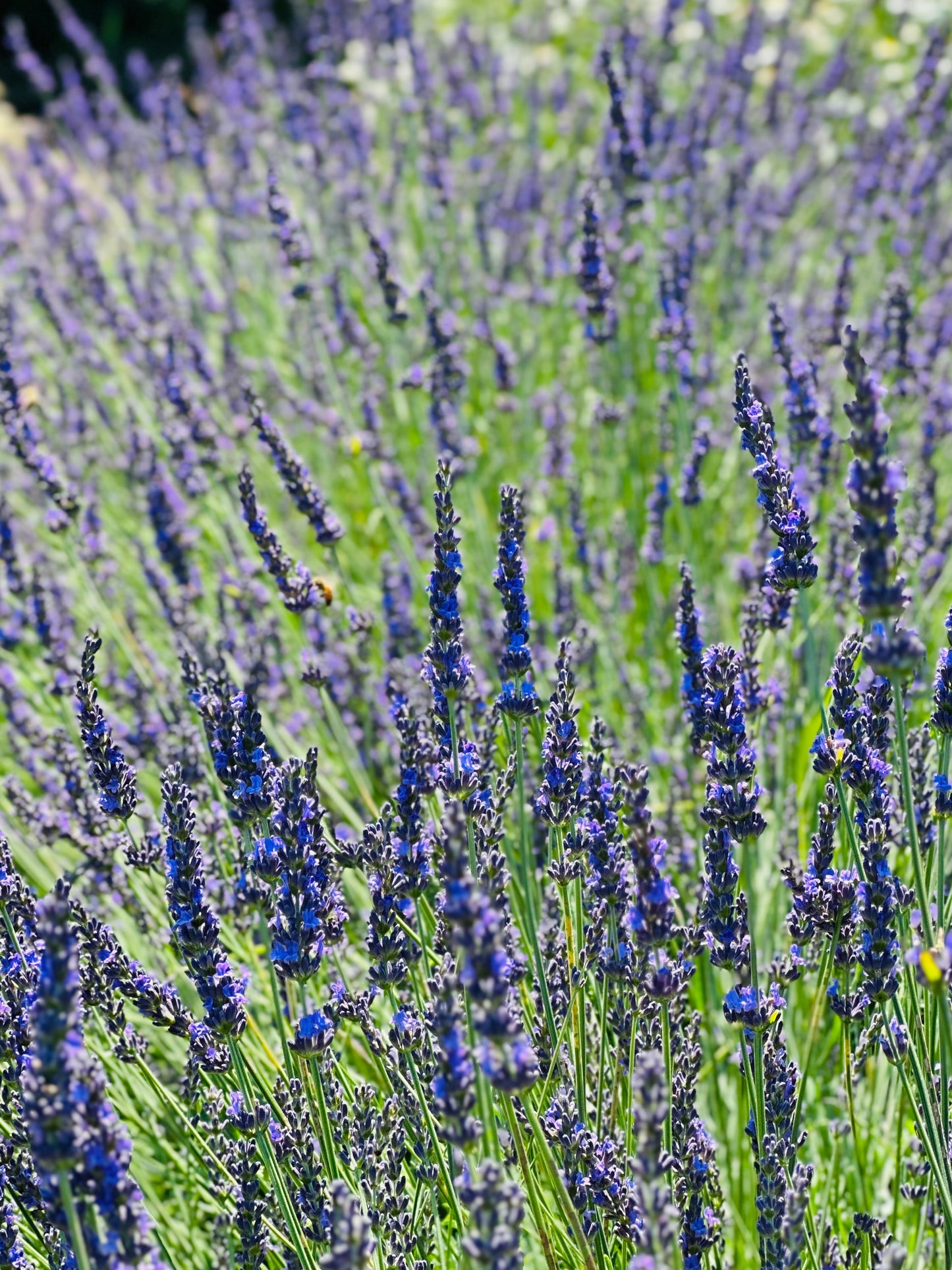 Phenomenal Lavender