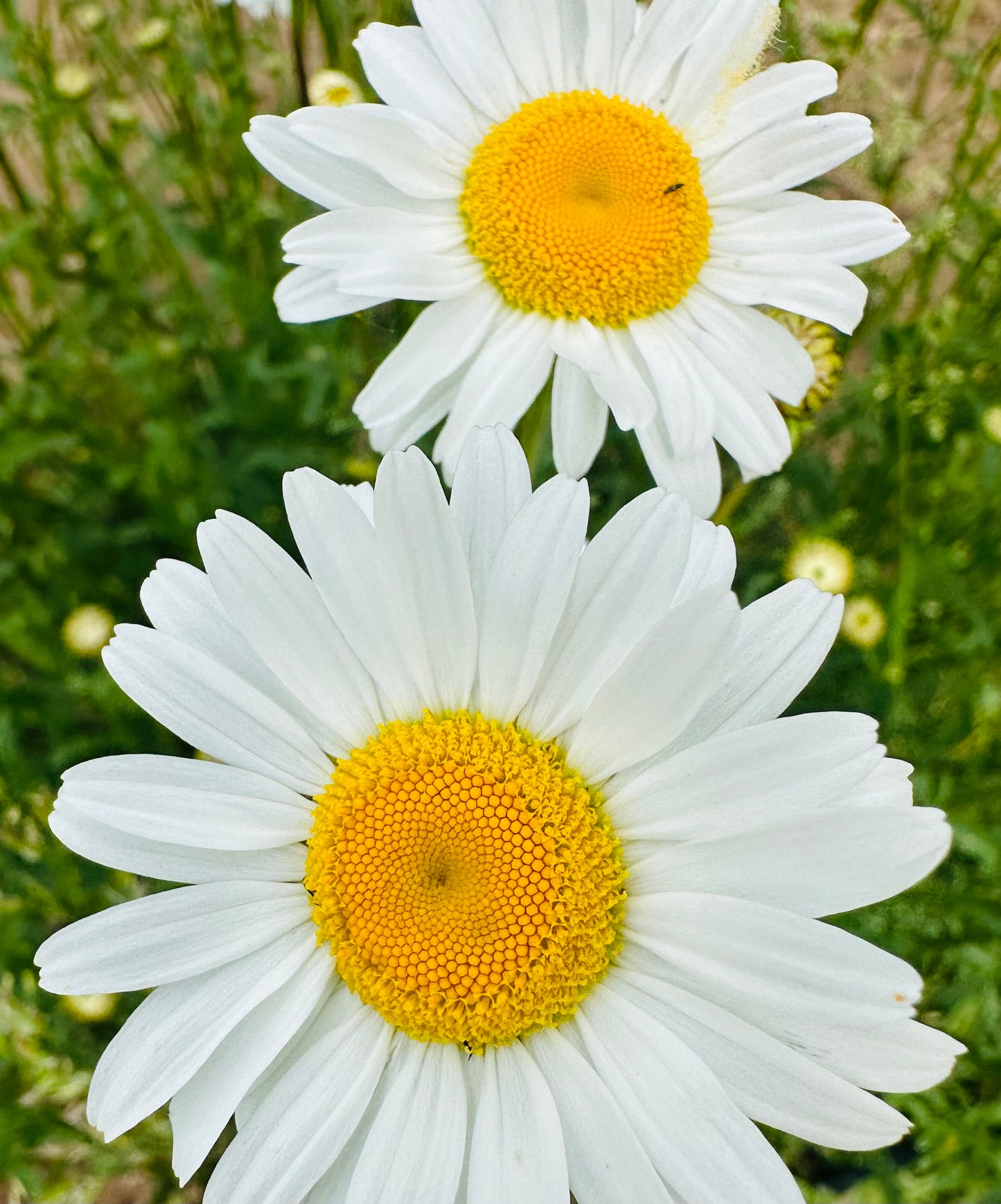 Sassy, sunny, and a little daisy crazy!