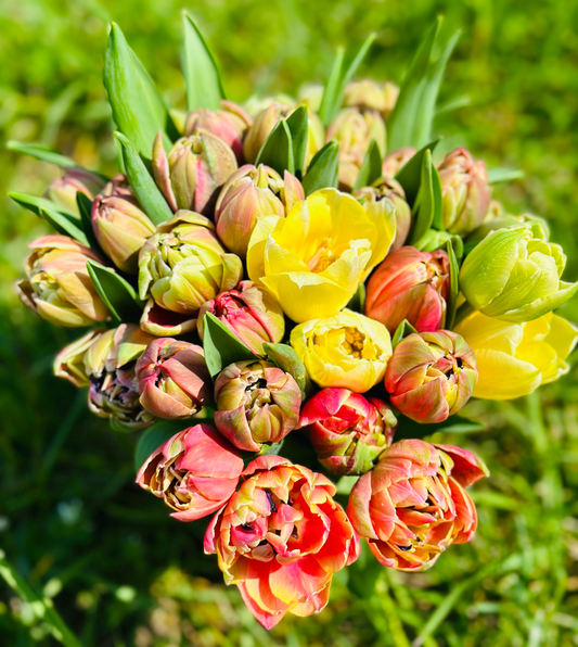 Finola Tulip Bouquet