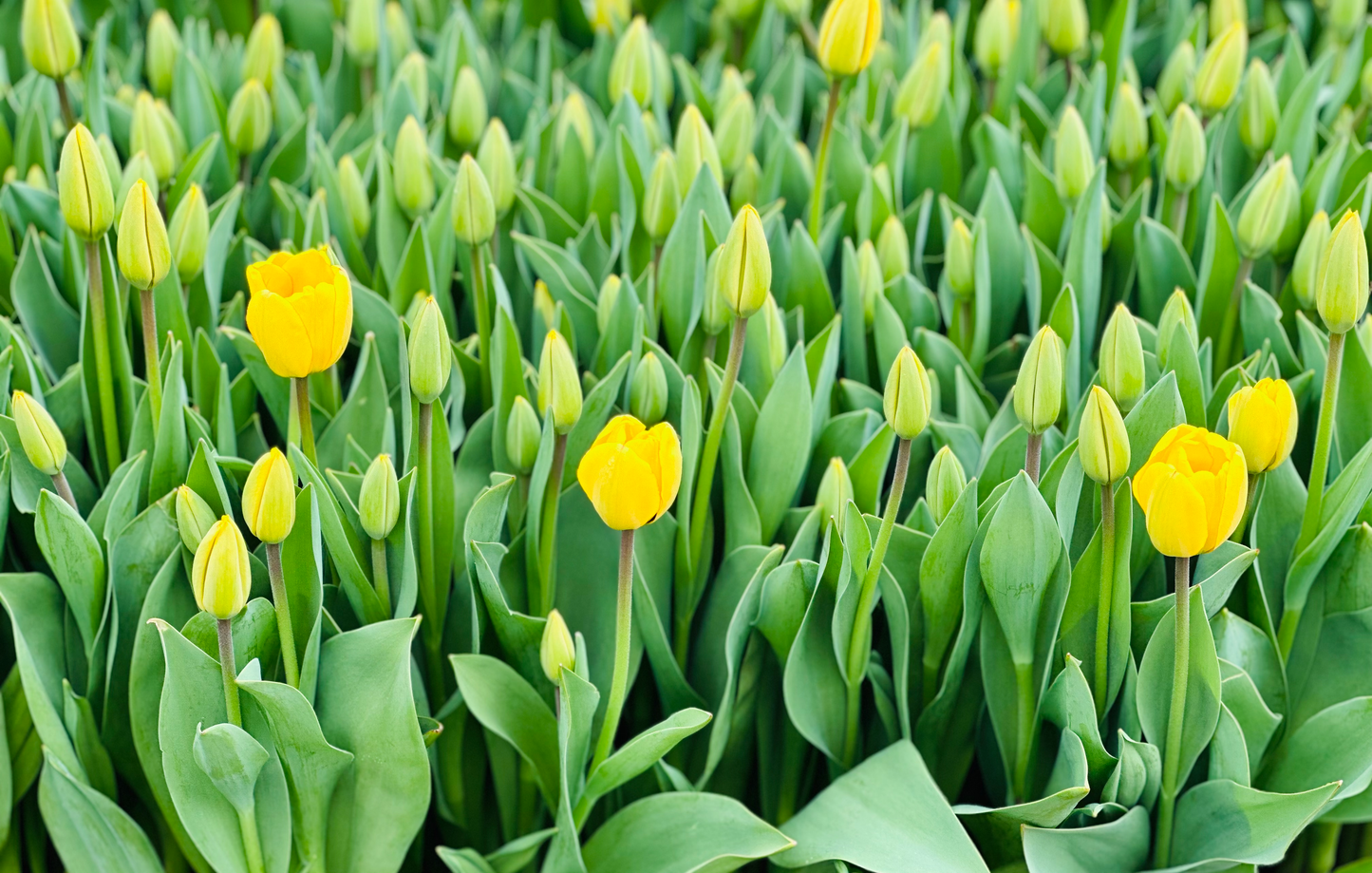 4 Weeks of Flowers - Tulip Bouquet