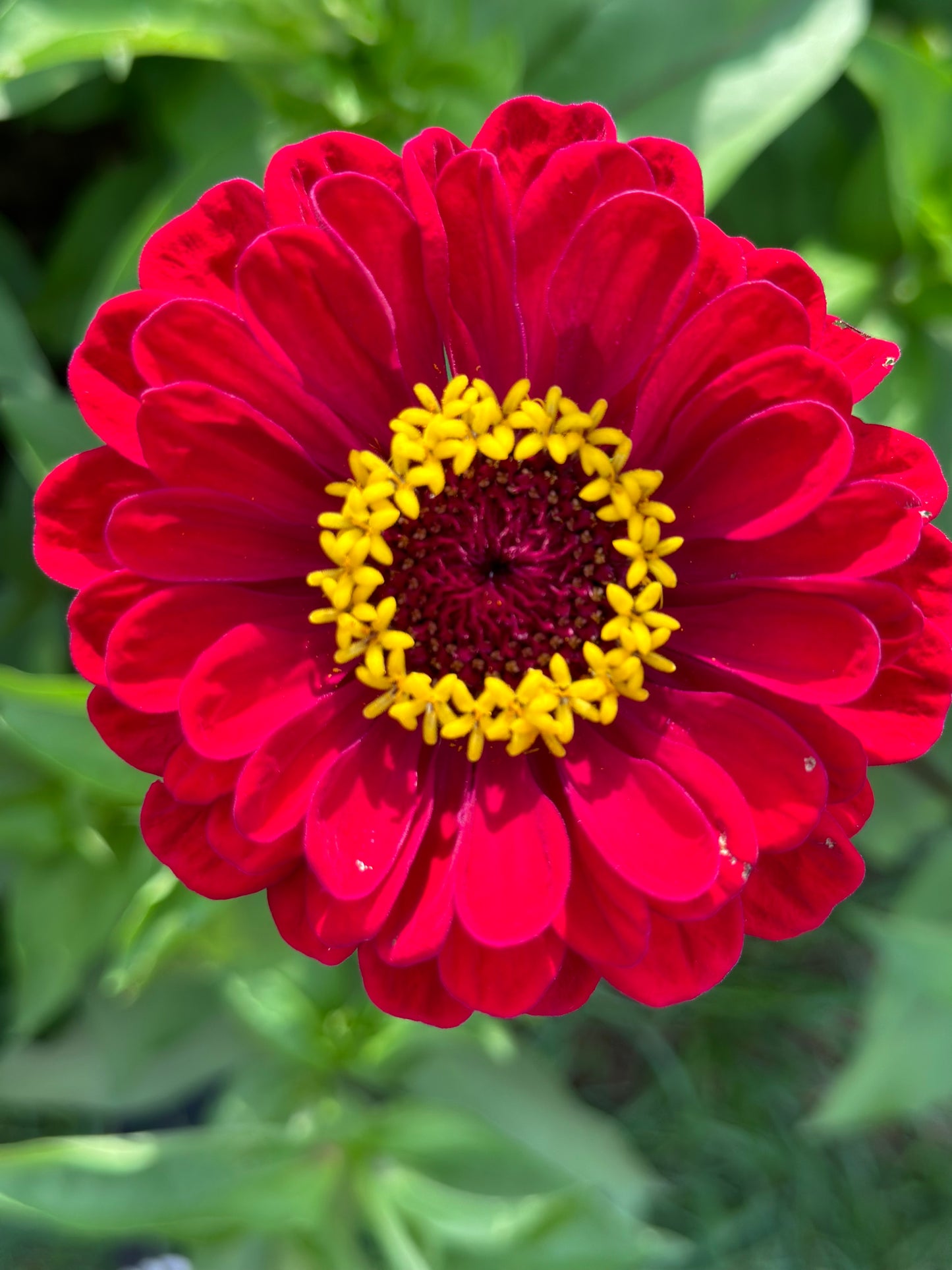 Zinnia Bouquet