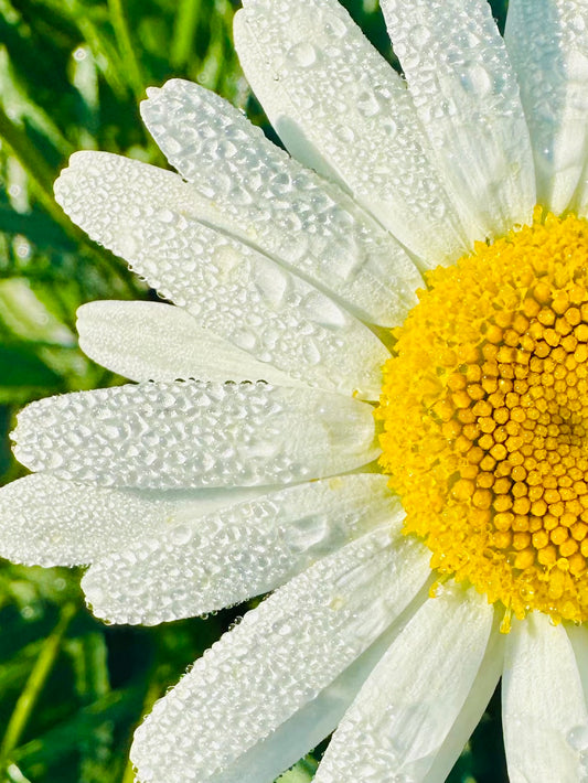 Sassy, sunny, and a little daisy crazy!