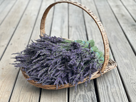 Phenomenal Lavender