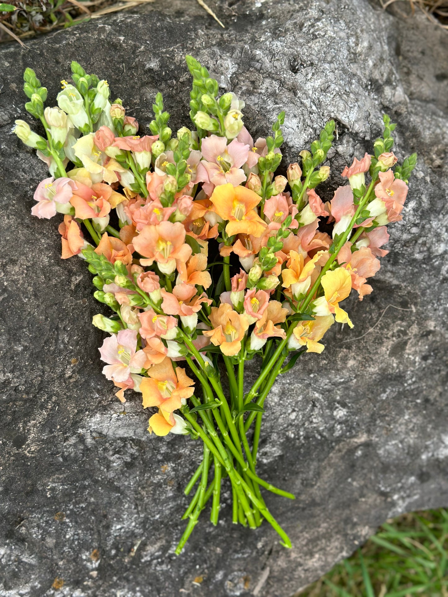 Chantilly Light Salmon Snapdragons