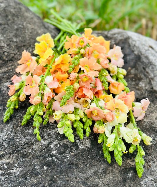 Chantilly Light Salmon Snapdragons