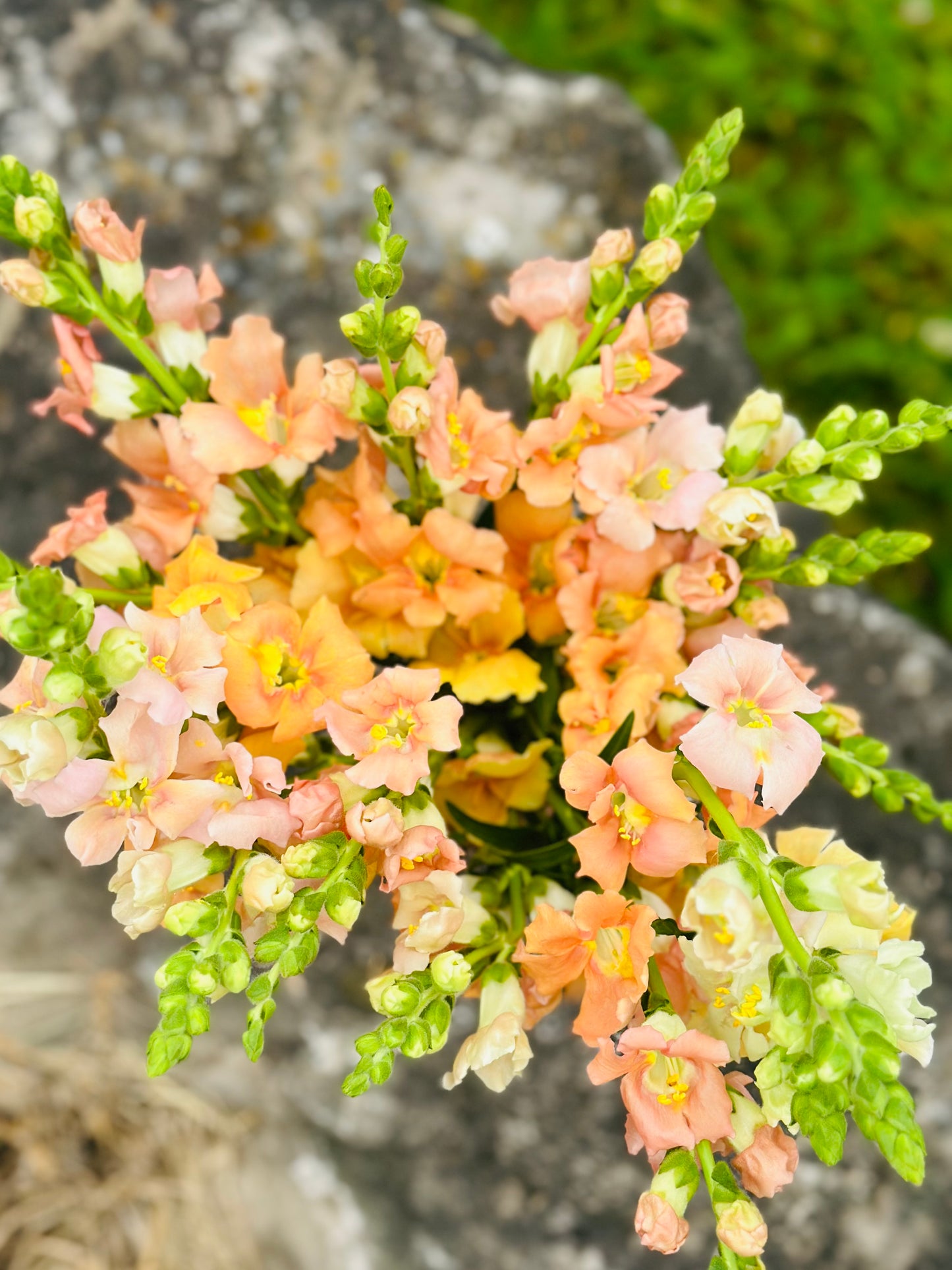 Chantilly Light Salmon Snapdragons