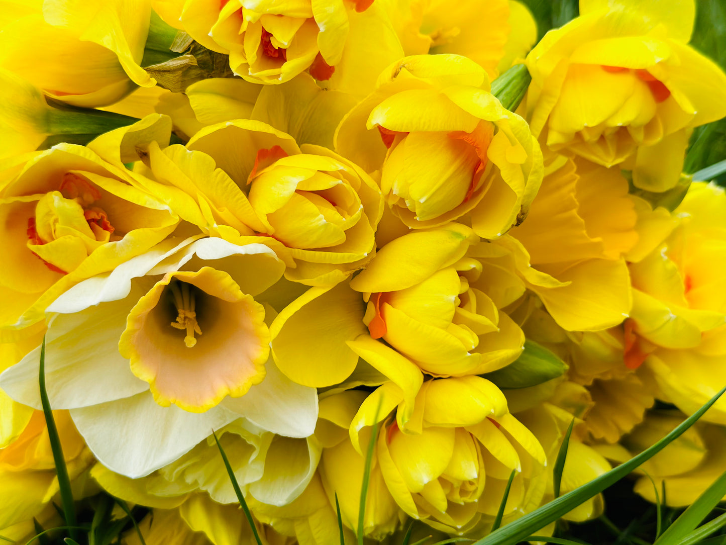 Daffodils