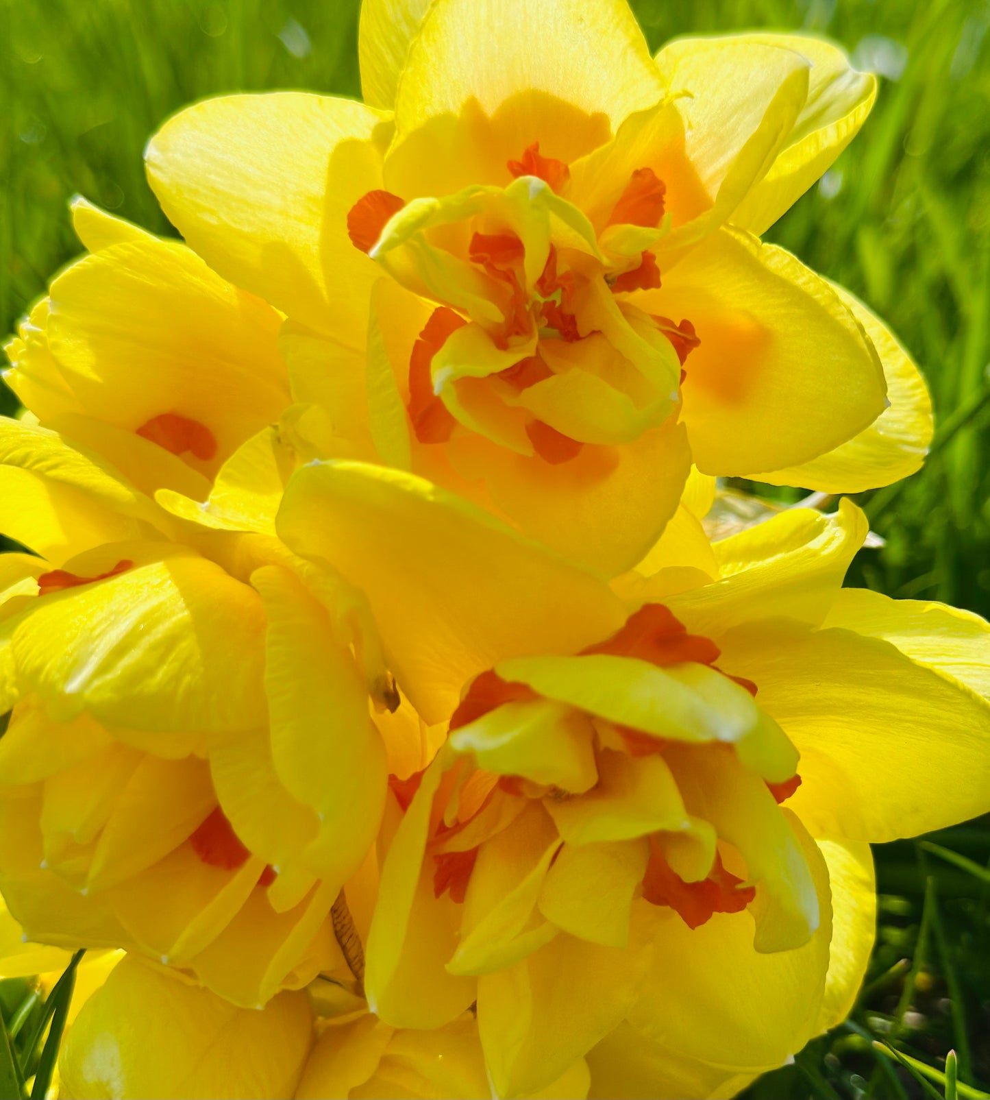 Daffodils