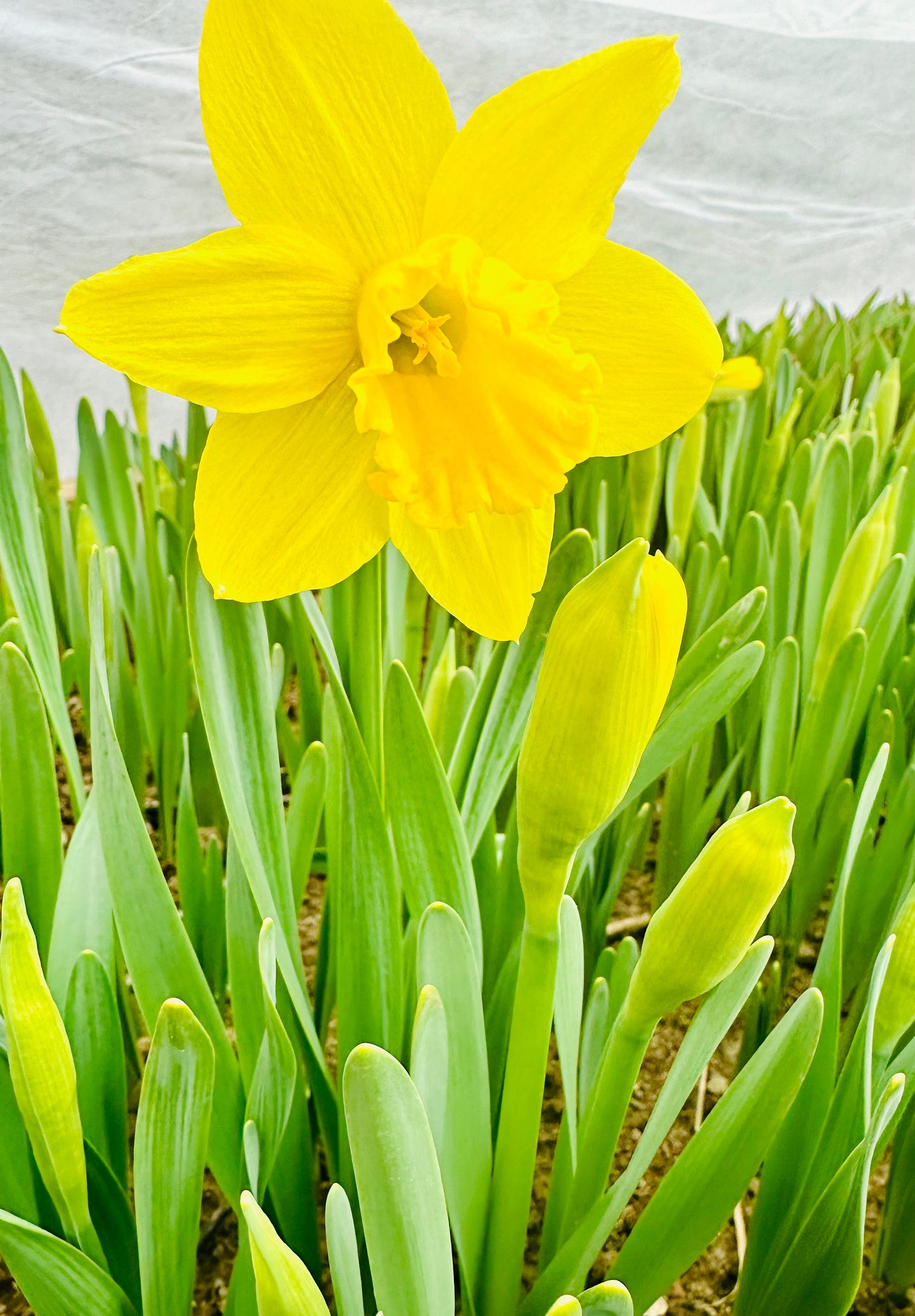 Daffodils