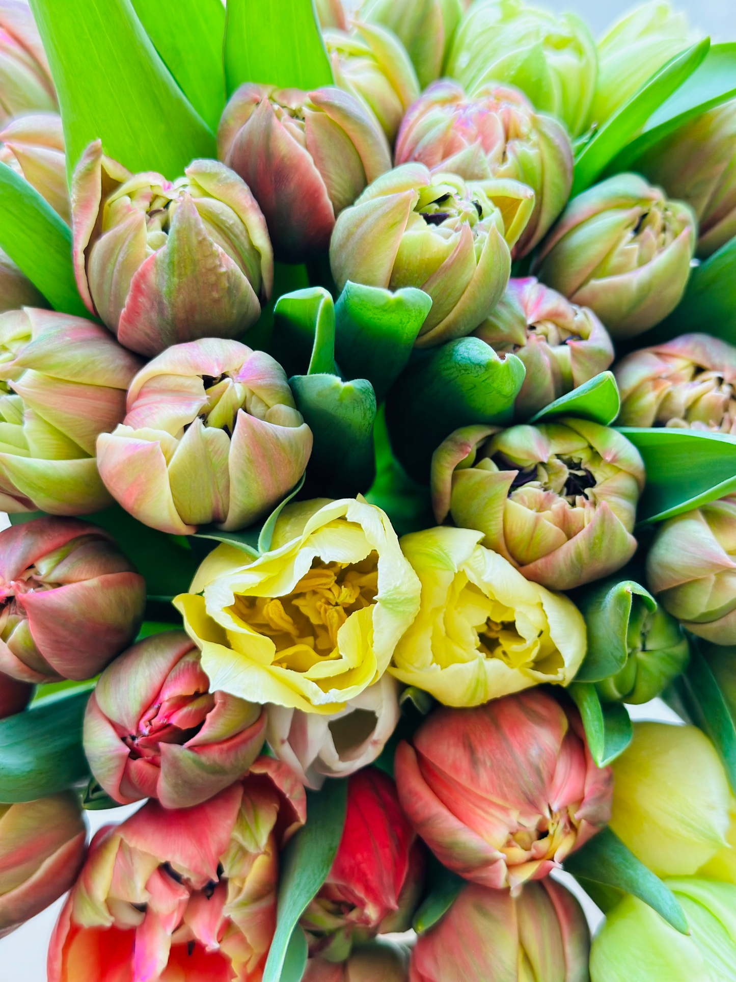 Finola Tulip Bouquet